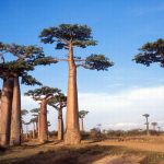 Wyspy Afryki. Spotkanie z ludźmi gór