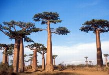 Wyspy Afryki. Spotkanie z ludźmi gór