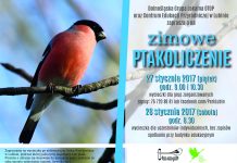 Zapraszają do Zimowego Ptakoliczenia