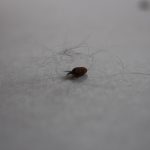 Kleszczowe zapalenie mózgu – sezon na kleszcze już trwa