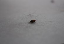 Kleszczowe zapalenie mózgu – sezon na kleszcze już trwa