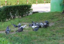 Spółdzielnia apeluje – nie dokarmiajmy gołębi i kotów