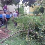 Drzewa z podwórza przy Reja znikają sukcesywnie. Lilaki i śliwy przeszły do historii