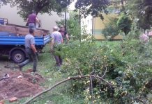 Drzewa z podwórza przy Reja znikają sukcesywnie. Lilaki i śliwy przeszły do historii