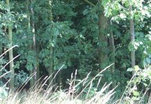 Uwaga – w lasach II stopień zagrożenia