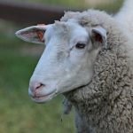 ZOO Lubin jest już samodzielnym ogrodem zoologicznym