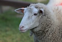 ZOO Lubin jest już samodzielnym ogrodem zoologicznym