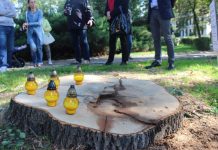 Przeżyły Napoleona i wojny. Zabili je lubińscy urzędnicy – FOTO