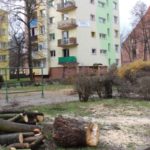 Drzewa ścięto. Mieszkańcy Reja przegrali z urzędem