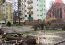 Drzewa ścięto. Mieszkańcy Reja przegrali z urzędem