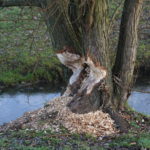 Bobry w lubińskim ZOO.