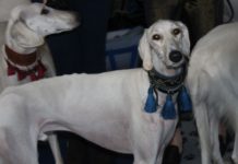 Psy z całego świata w Lubinie. Wystawa już w weekend