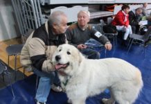 Psy opanują halę RCS