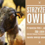 Ostrzygą owce i barana