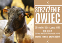 Ostrzygą owce i barana