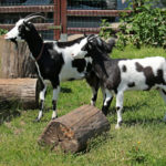 Nowe zwierzęta w lubińskim ZOO