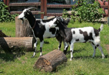 Nowe zwierzęta w lubińskim ZOO