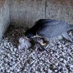 Hej, sokoły! Witajcie!