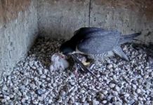 Hej, sokoły! Witajcie!