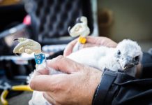 Sokole pisklęta z obrączkami