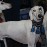 Psy z całej Europy w Lubinie