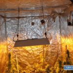 Za domową plantację marihuany za kratki