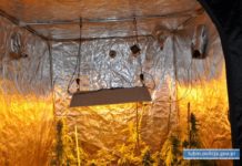 Za domową plantację marihuany za kratki