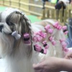 Psy świata w lubińskiej hali – FOTO