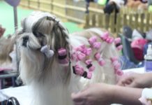 Psy świata w lubińskiej hali – FOTO