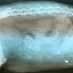 Ktoś strzela z wiatrówki do zwierząt