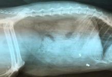 Ktoś strzela z wiatrówki do zwierząt