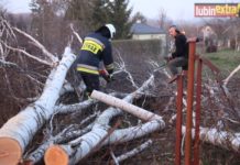Spadająca brzoza uszkodziła słup energetyczny – FOTO