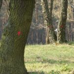 Oznaczone drzewa w Parku Leśnym