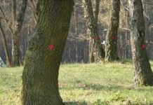 Oznaczone drzewa w Parku Leśnym