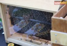 O pszczołach w lubińskim ZOO – FOTO