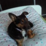 Chłopiec odzyskał pieska. Znaleźli go policjanci