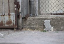 Masowa akcja odszczurzania. Czy pomoże?