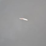 Śnięte ryby w śmierdzącej ściekiem Zimnicy