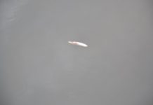 Śnięte ryby w śmierdzącej ściekiem Zimnicy