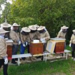 Pszczoły – jak żyją? Dlaczego są ważne? Jak je chronić?