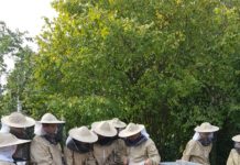 Pszczoły – jak żyją? Dlaczego są ważne? Jak je chronić?