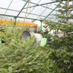 Choinka – pachnąca nie tylko lasem i ozdobiona w kolorach ziemi – FOTO