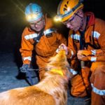 Psy – ratownicy w kopalniach KGHM
