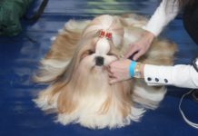 Psy podbiły serca lubinian. Wystawa trwa – FOTO