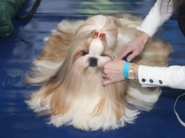 Psie rasy całego świata w Lubinie – wystawa w hali RCS