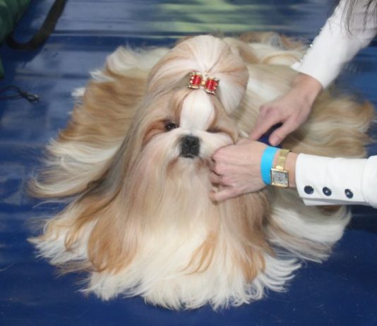 Psie rasy całego świata w Lubinie – wystawa w hali RCS