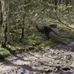 Szukają kangura Benka. Widziano go w Oborze (VIDEO)