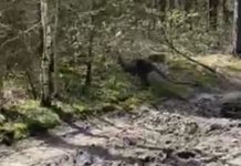 Szukają kangura Benka. Widziano go w Oborze (VIDEO)