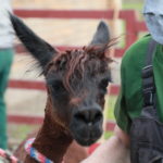 Wiosenne strzyżenie runa już za nami.