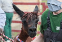 Wiosenne strzyżenie runa już za nami.